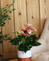 Anthurium plant with pink flowers